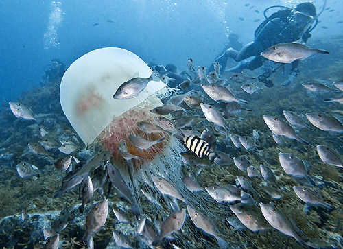 エチゼンクラゲが若狭湾に出現 水の生き物にゅーす