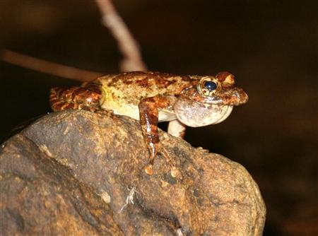 両生類 16 水の生き物にゅーす