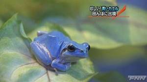 福岡 那珂川町の田んぼで全身が鮮やかな水色のカエルが見つかる 水の生き物にゅーす